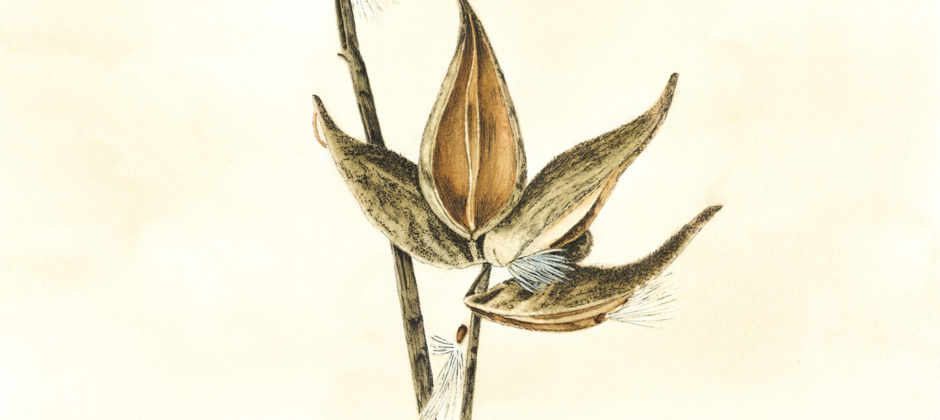 Common Milkweed (Asclepias Syriaca)