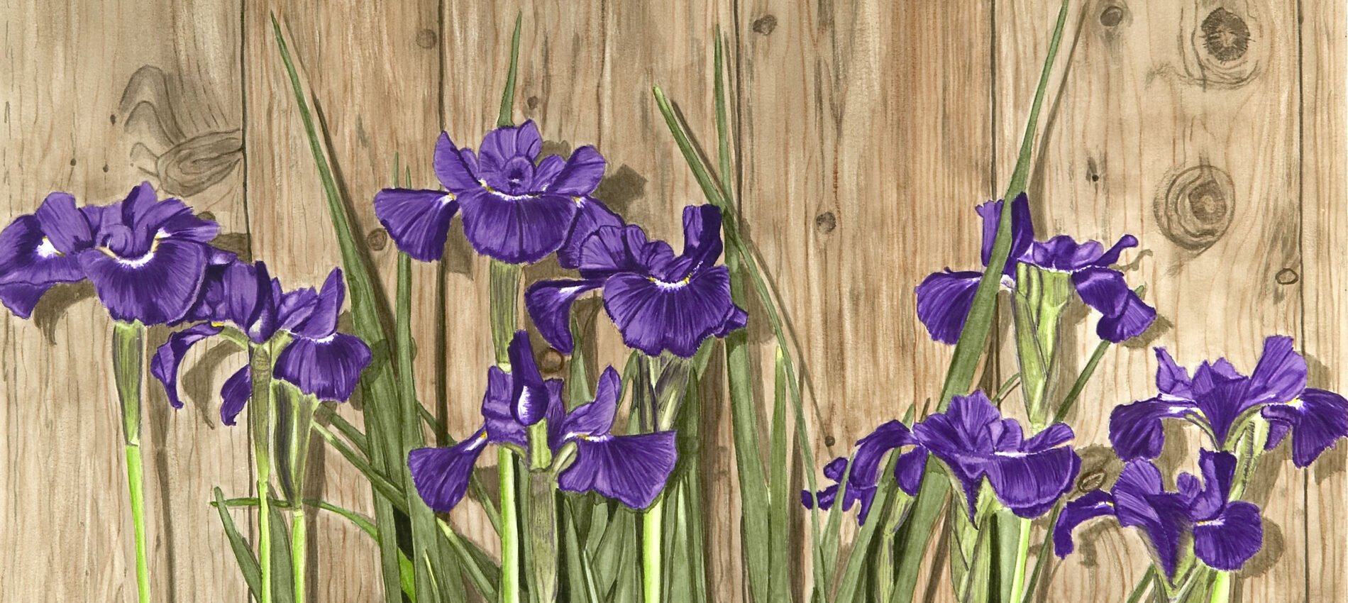 “Standing Tall” – Siberian Irises