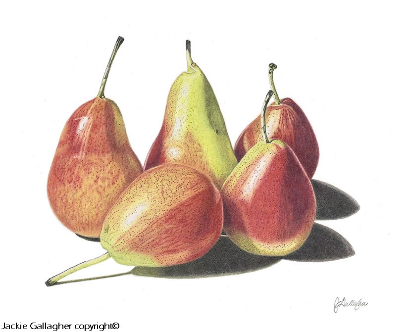 “Red & Yellow Delight!” ~ Forelle Pears